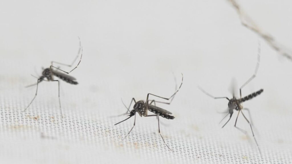 Dengue danger: China’s Guangzhou on alert as infection surge sparks concerns