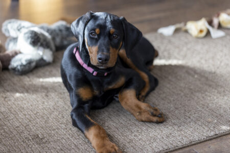 Doberman and Rescue Rabbit Become Best Friends in Heartwarming Clip