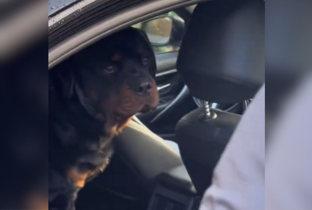 Heartbreak at Dog's Reaction to Not Getting Pup Cup: 'His Face'