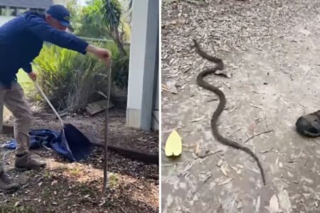 Venomous Eastern Brown Snake Found in School: ‘We Rushed Over as Quickly as We Could’