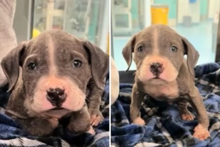 ‘Suffering’ of Backyard Breeding Revealed as Shelter Rescues Deformed Puppy