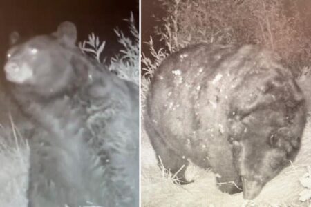 Obscenely ‘thicc boi’ black bear spotted in Colorado: ‘This one takes the cake. It also probably ate the cake’