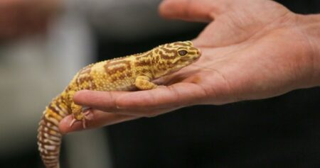 Salmonella outbreak linked to geckos kills 1, infects 25 in Canada