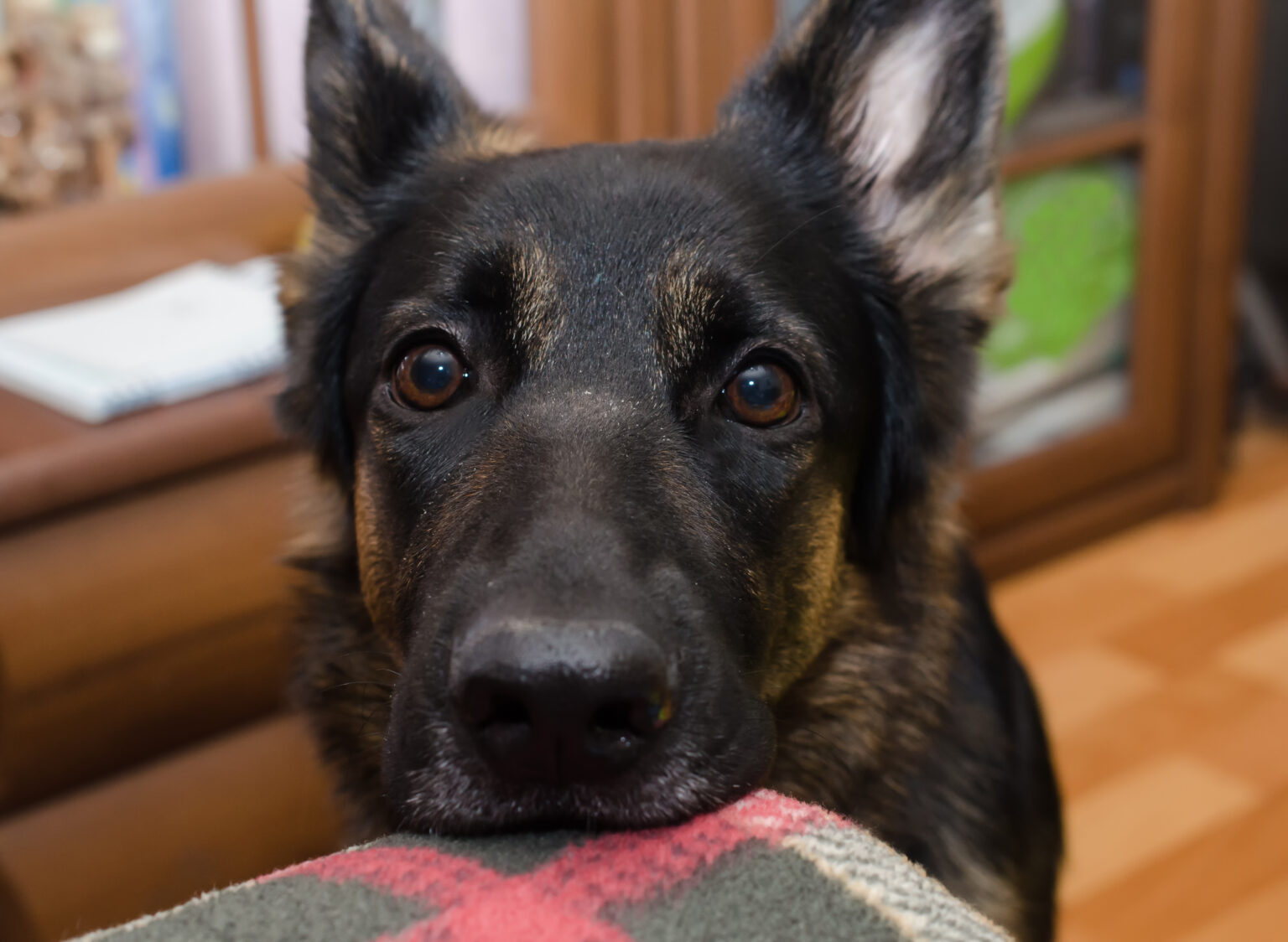 German Shepherd Forgets She’s a ‘Guarding Breed’ in Hilarious Clip