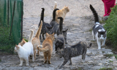 Tears as Cat Rescuer Discovers All Her Strays Survived Deadly Hurricane