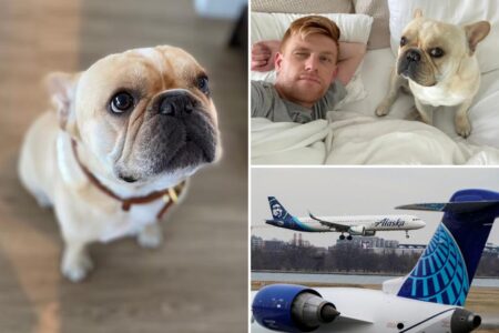 French bulldog dies on Alaska Airlines flight after being bumped from first class to coach: lawsuit