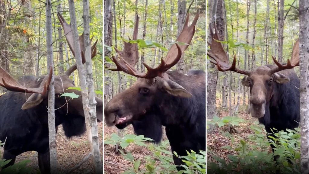 Dramatic video shows massive bull moose stare man down before charging at him