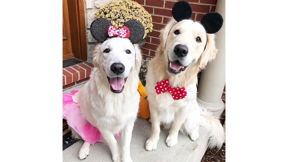 Golden retrievers in Halloween costumes