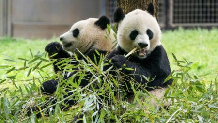 ‘Pandas are coming’: Two new bears depart China for US capital