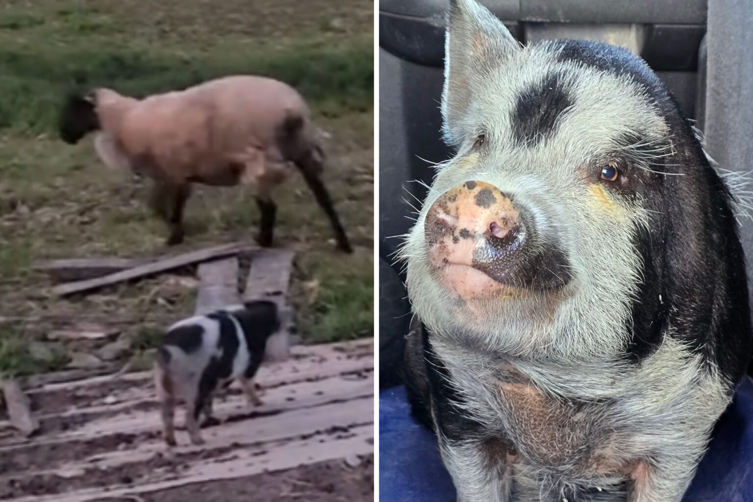 How ‘Brave’ Pig Herded Sheep to Save Them From Dog Attack—Then Fought Back