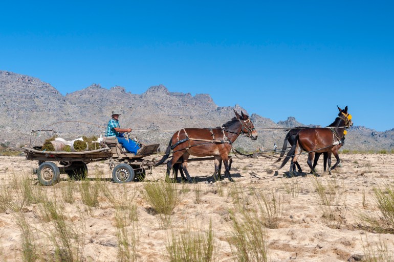 Donkey cart used for transporting the harvested rooibos plants in the Cederberg Mountains in South Africa [Courtesy of Red Espresso]