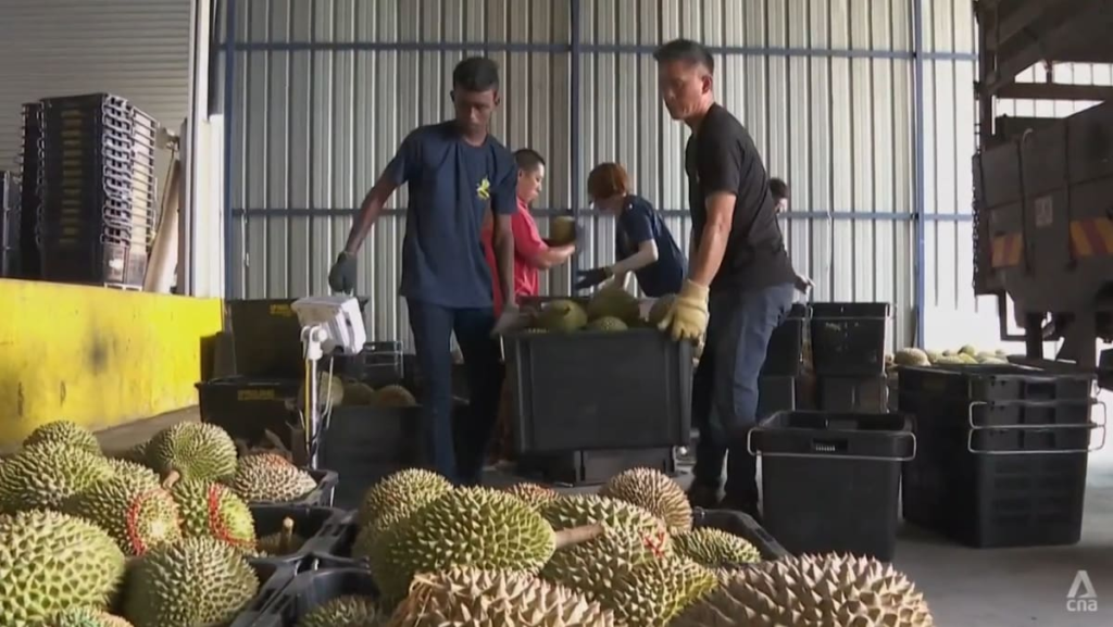 Durian farmers in Malaysia vie to offer more premium varieties to hungry Chinese consumers