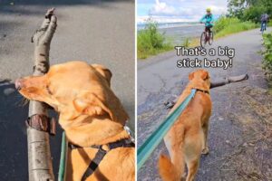 ‘Very Proud’ Dog Showing Strangers the Stick He Found Delights Internet