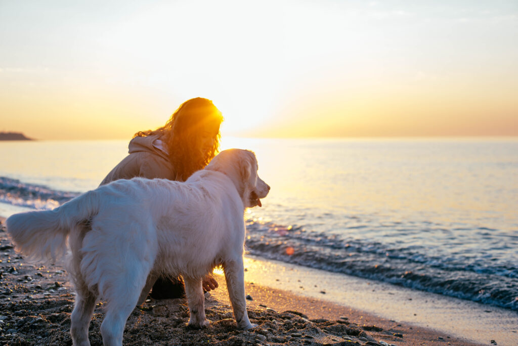 Woman Takes Senior Golden Retriever To Watch Sunset—Films How She Finds Him