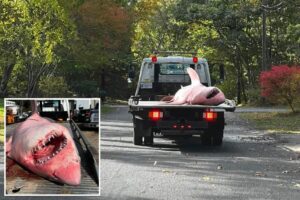 Tow truck needed to haul away bloody remains of massive 12-foot shark that washed up on Cape Cod beach