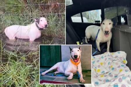 Florida dog cruelly tied to fence before Hurricane Milton landfall ‘safe and sound’ in foster care — and receives fitting name