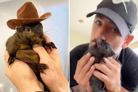 Beloved pet squirrel Peanut seized by New York state after 7 years in home