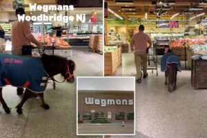 Horse spotted ‘shopping’ at NJ Wegmans supermarket