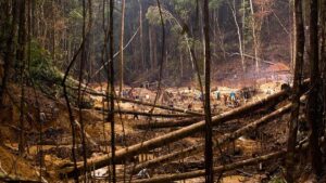 EU countries oppose MEPs’ attempts to re-open deforestation law