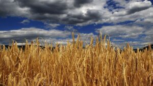 Europe faces growing crisis in cereal production