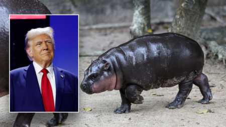 Thailand’s viral baby hippo Moo Deng predicts Donald Trump will win 2024 US presidential election