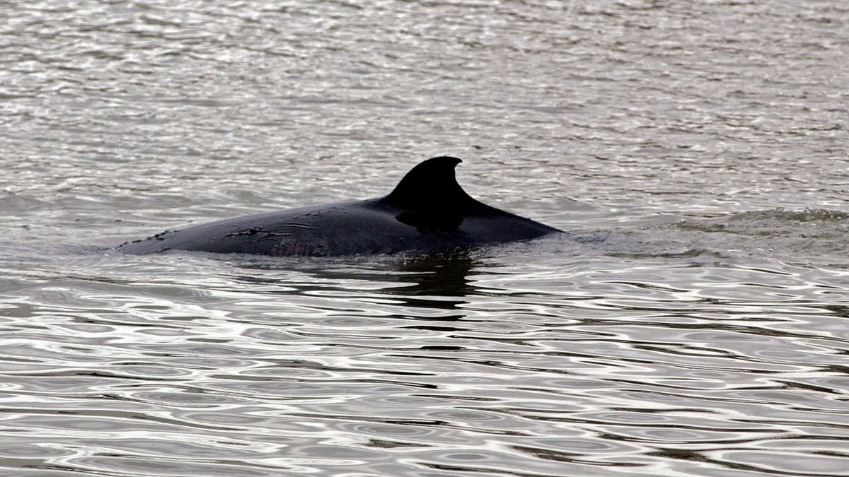 Minke whale in dark water