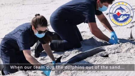 Four dolphins found dead on Mississippi’s Petit Bois Island in ‘very unusual event’