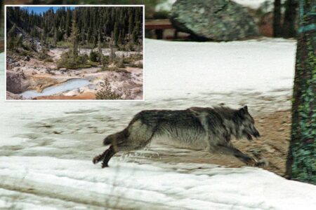 Two new wolf packs found in California over 100 years after animal disappeared from state