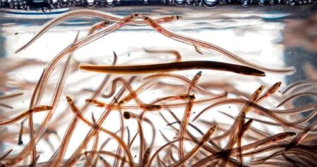 DFO says commercial elver fishers won’t be compensated under new quota plan