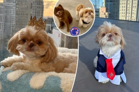 NYC dog mayor election gets chaotic as crypto bros allegedly pay for votes and cute pup pulled from finals