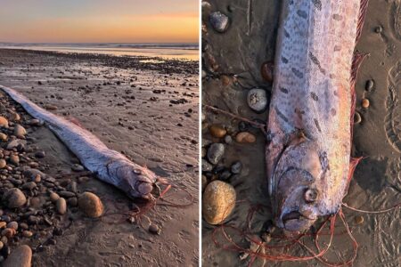 Second ‘doomsday’ oarfish washes up on California beach in three months