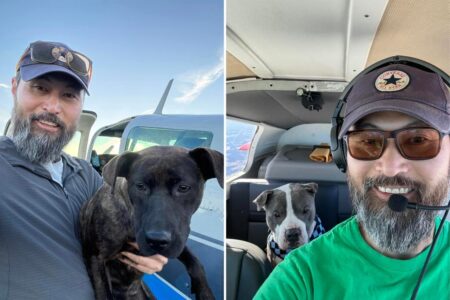 Animal-loving pilot who flew rescue dogs to be adopted dies in upstate NY plane crash