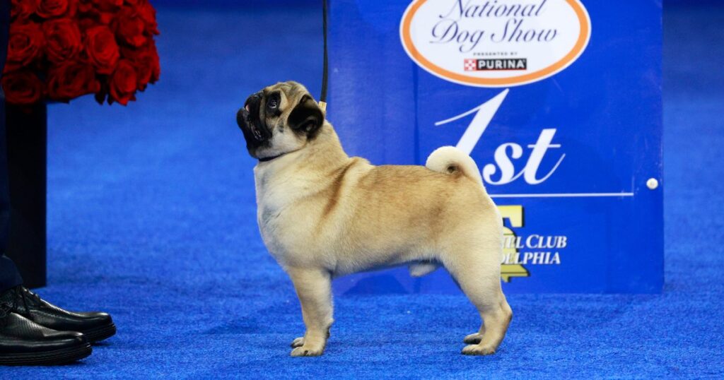 Vito the Pug Wins the 2024 National Dog Show