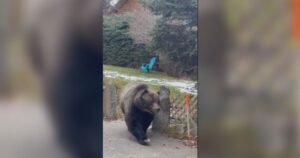 ‘The Boss’ reminds Canmore residents to remain bear aware