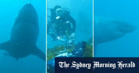 Four-metre great white shark circles two divers in WA