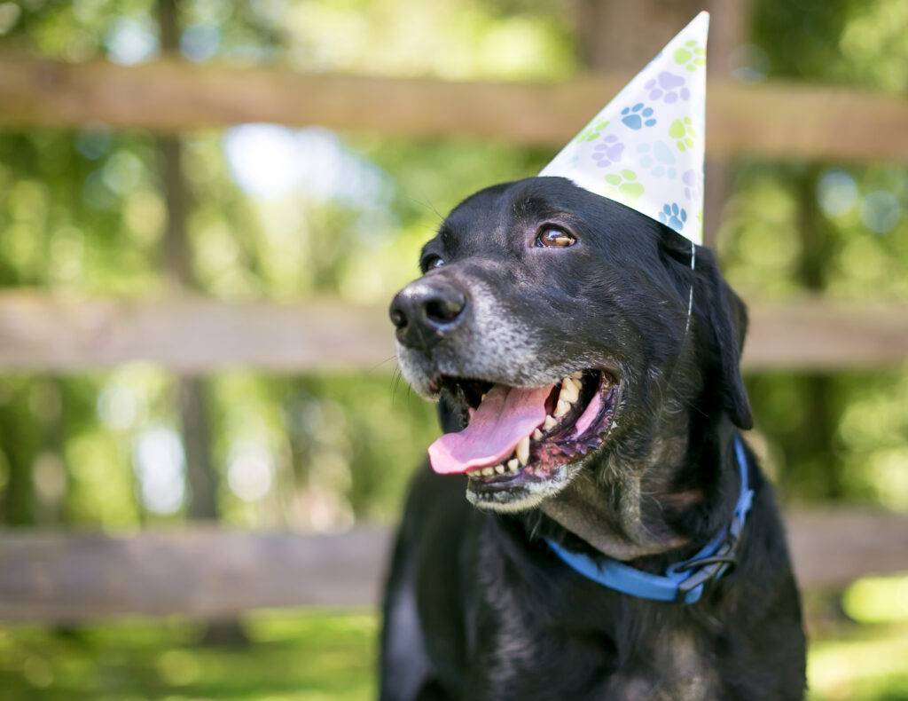 Labrador Hosts Birthday Party but There’s a Problem: ‘Poor Guy’