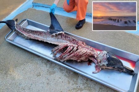 Butchered remains of dolphin wash ashore on New Jersey beach, sparking investigation