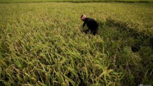 India looks to sow more climate-resilient crops as it braces for more heatwaves, water crises