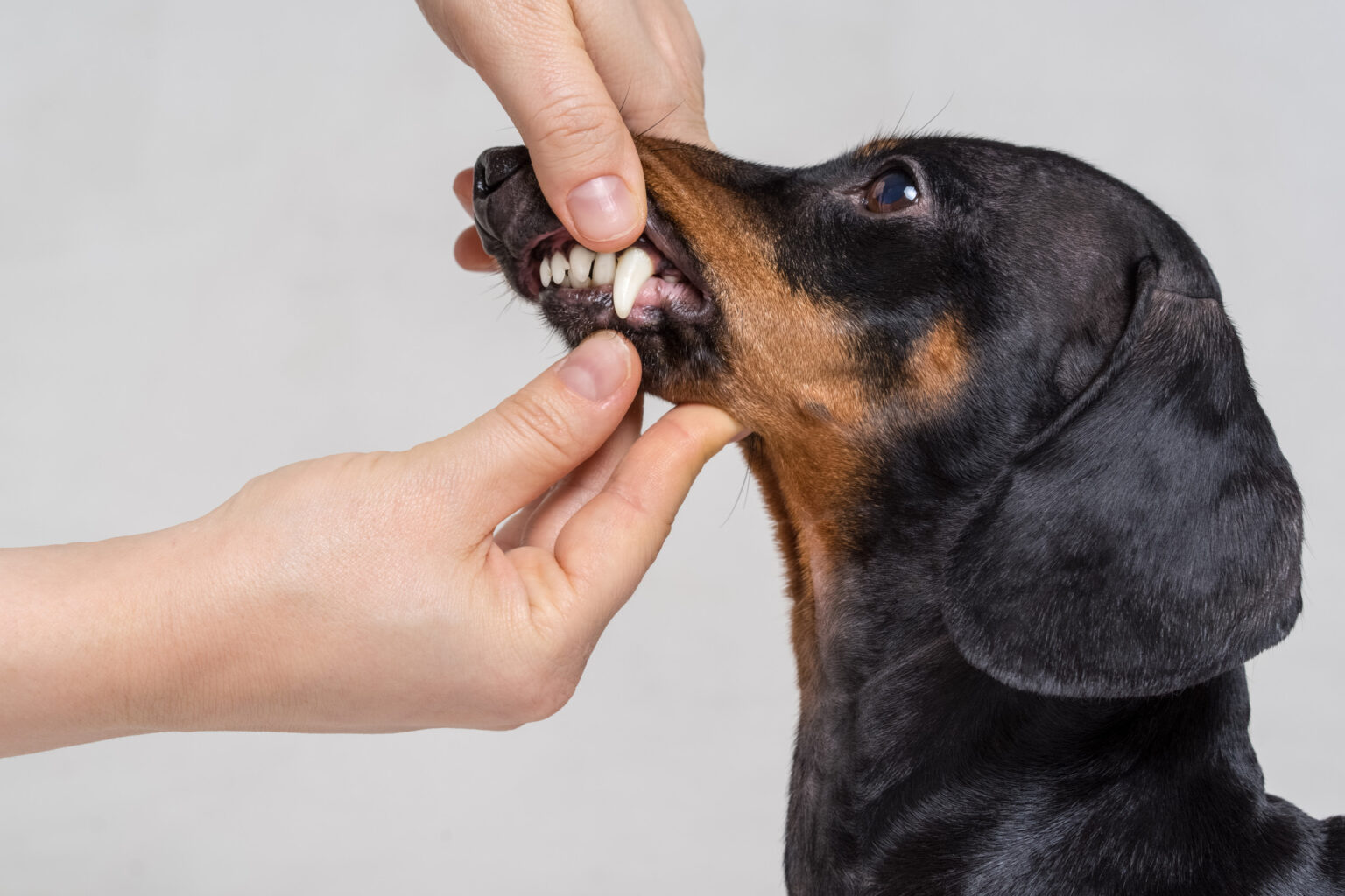 Hearts Break As Dachshund With Overbite Is the Last To Be Adopted