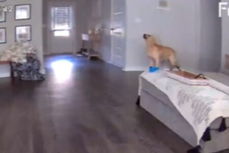 Tears as Pet Cam Captures Dog’s ‘Howl of Utter Sadness’ When Left Alone