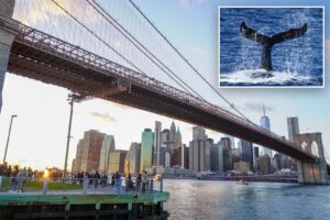 Humpback whale surfaces under Brooklyn Bridge in ‘surprise’ appearance as expert has warning for local fishermen