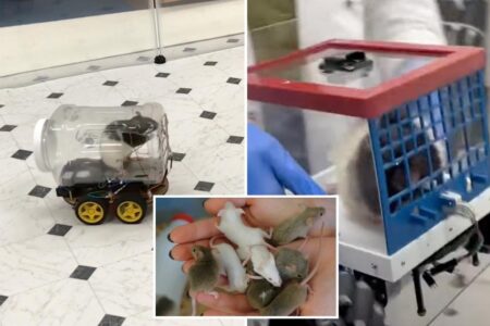 Scientists teach rats to drive tiny cars and ‘unexpectedly’ discover the rodents enjoy revving their engines