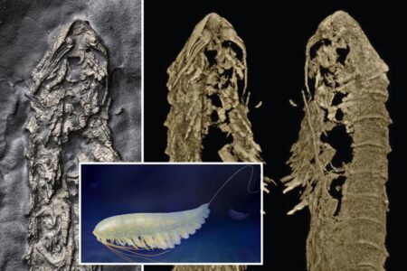 450-million-year-old spider relative discovered perfectly preserved in fool’s gold in upstate NY