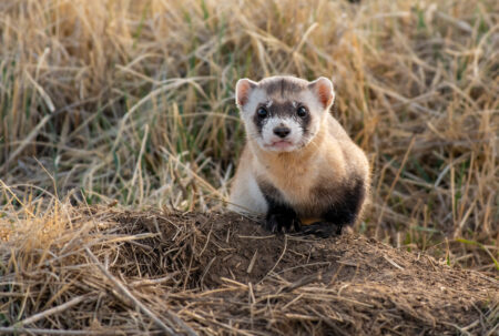 Arizona Takes Action To Save Endangered Ferrets From Extinction