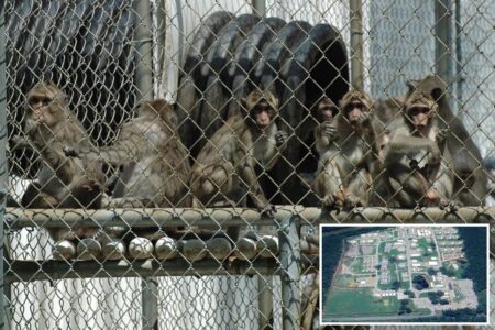 43 escaped monkeys still on the loose in South Carolina after worker failed to shut door