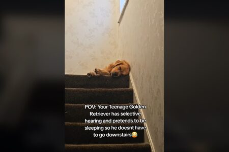 Laughter at Dog’s ‘Oscar Winning Performance’ To Avoid Going Downstairs