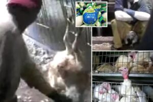 Butterball facing boycott calls after sickening video of workers allegedly sexually abusing, torturing turkeys resurfaces