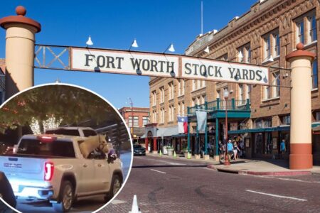 Horse rides in backseat of pickup truck in Texas city, shocking onlookers: video