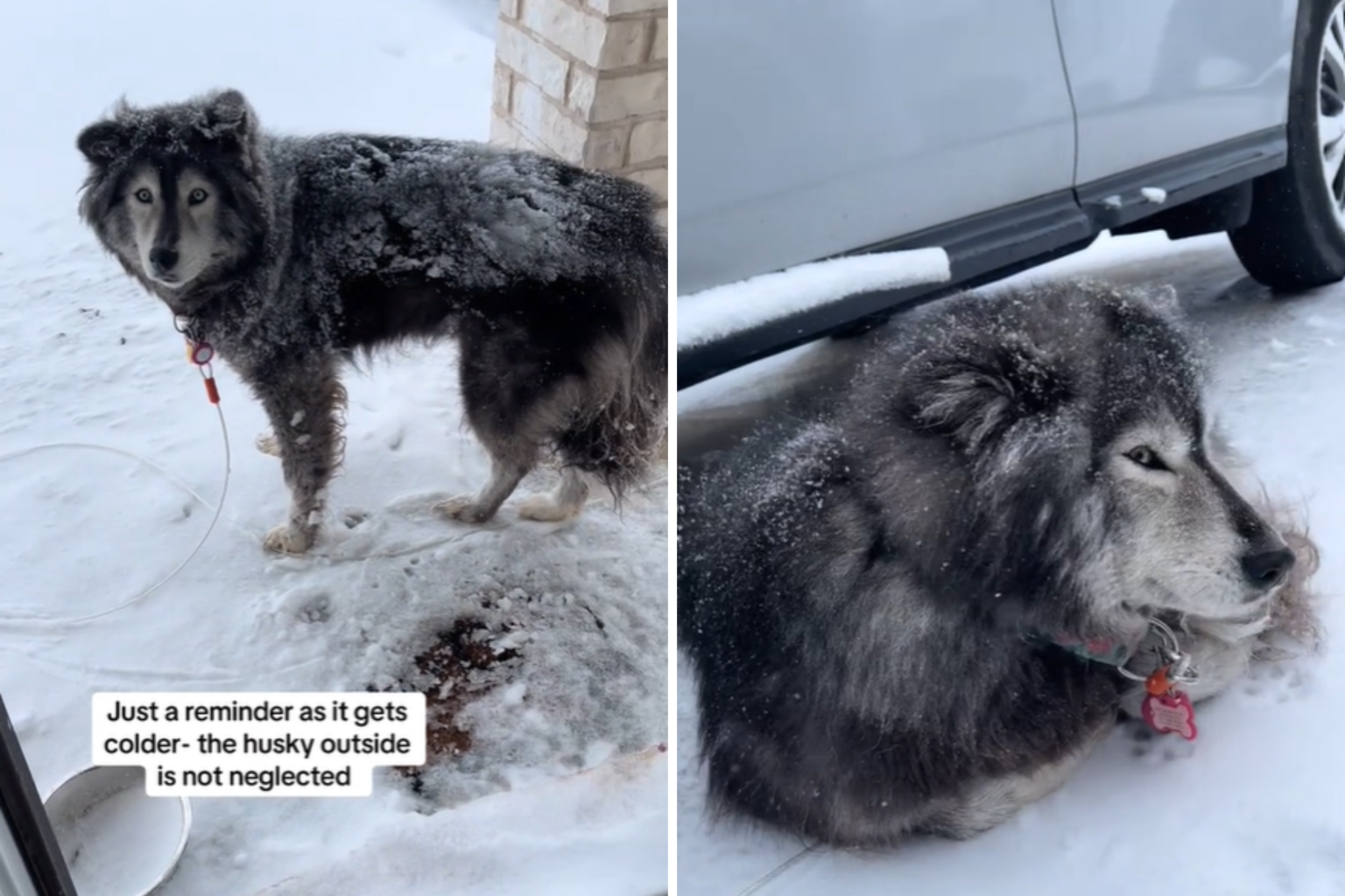 Owner Defends Leaving Siberian Husky Out in the Snow: ‘Not Neglected’