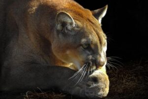 Panthers are dying at an alarming rate in Florida — and you won’t believe what’s killing them